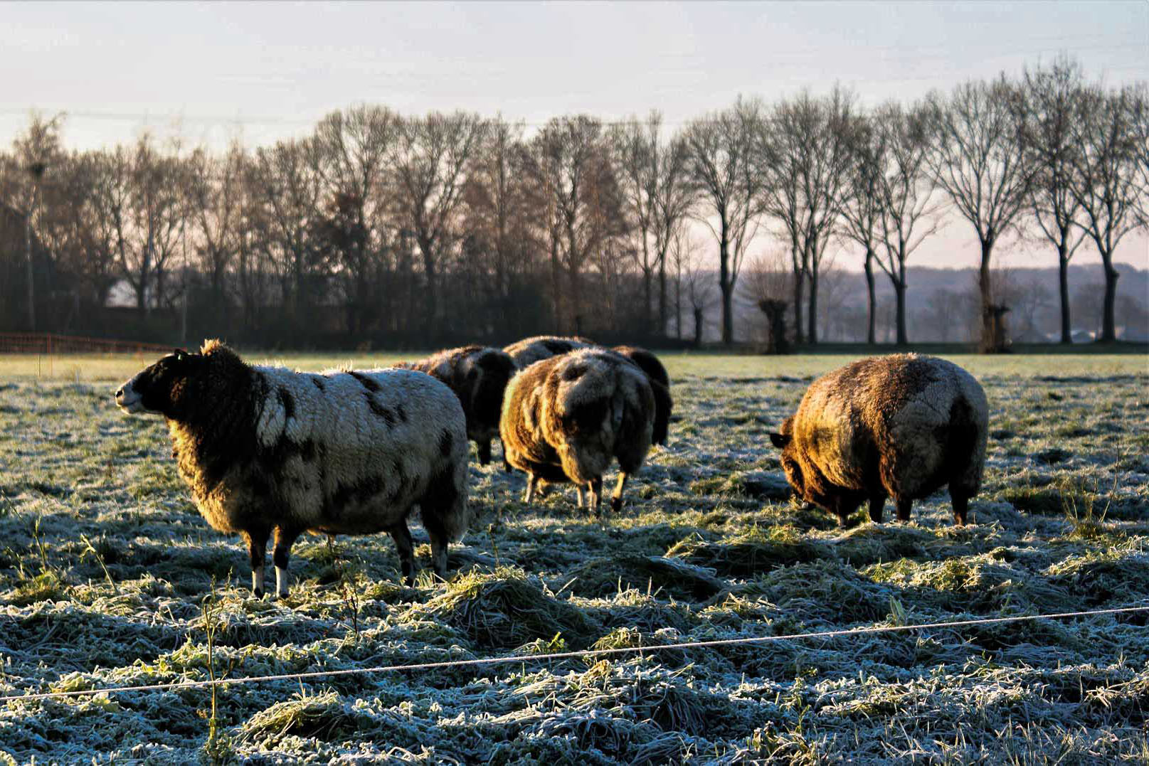 Fils conducteurs pour enclos à moutons